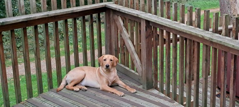Labrador 9 months old