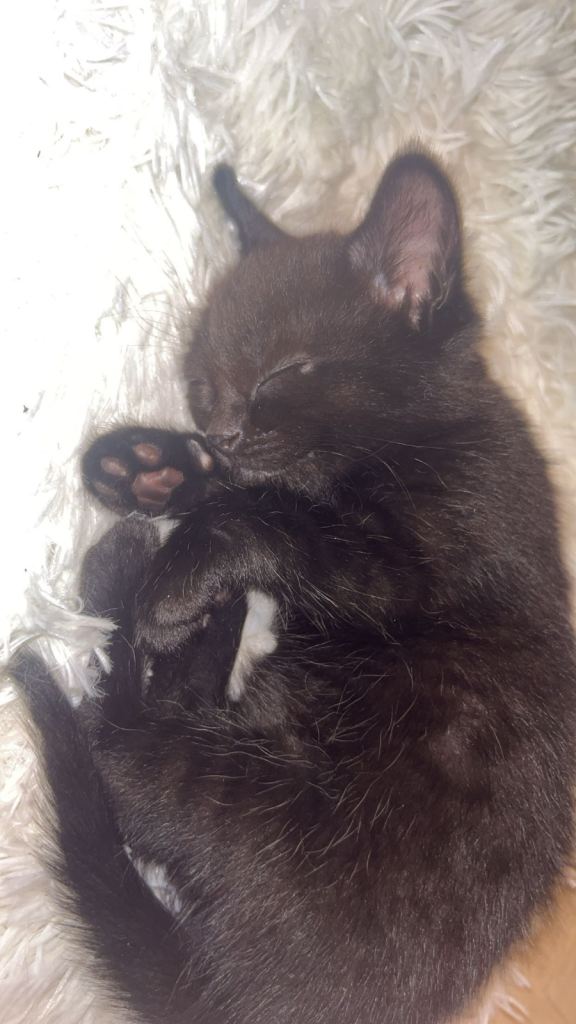 black/tuxedo male kittens in LONDON e14.