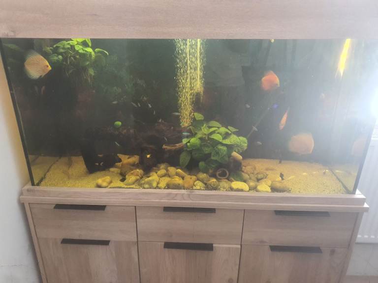 Full discus setup plus breeding pair 