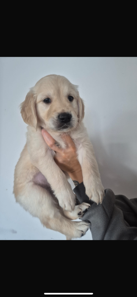1 last pup golden retriever 