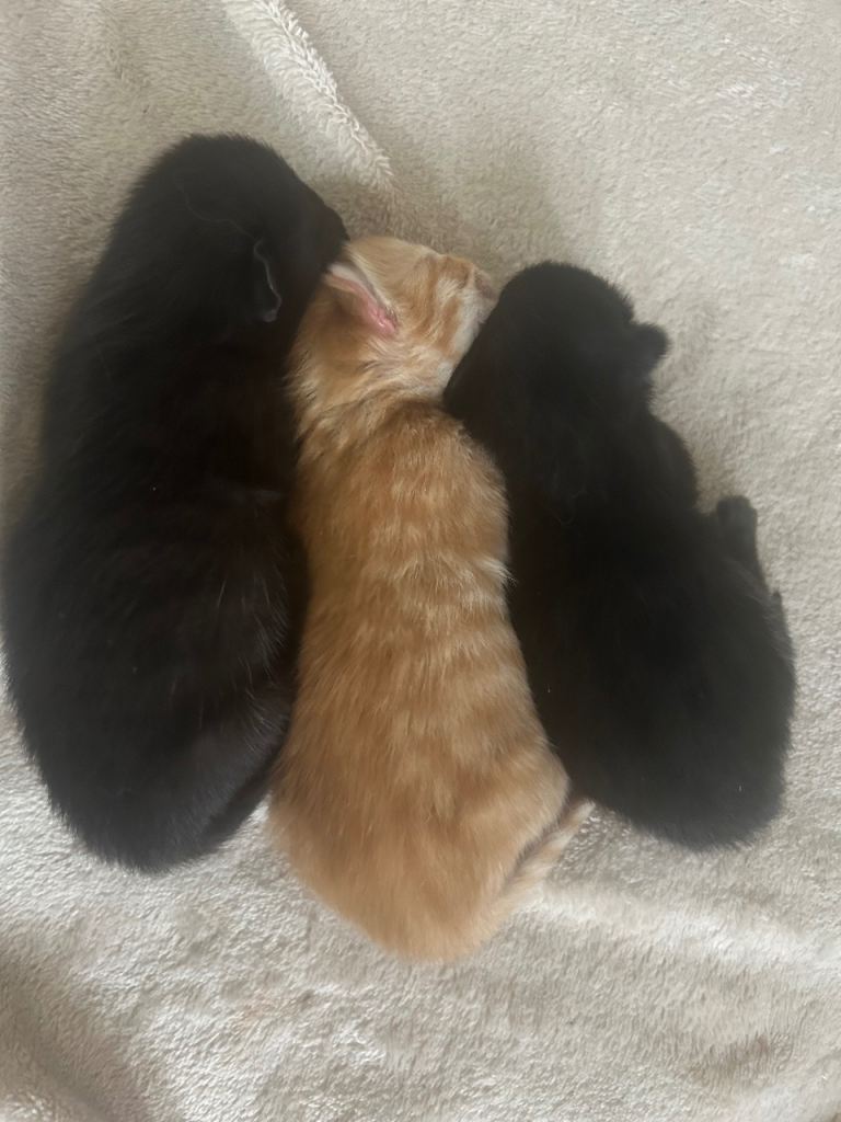 2 gorgeous kittens for sale (black)
