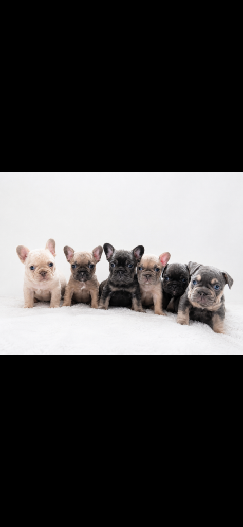 French Bulldog Puppies looking for their forever homes 🏠 