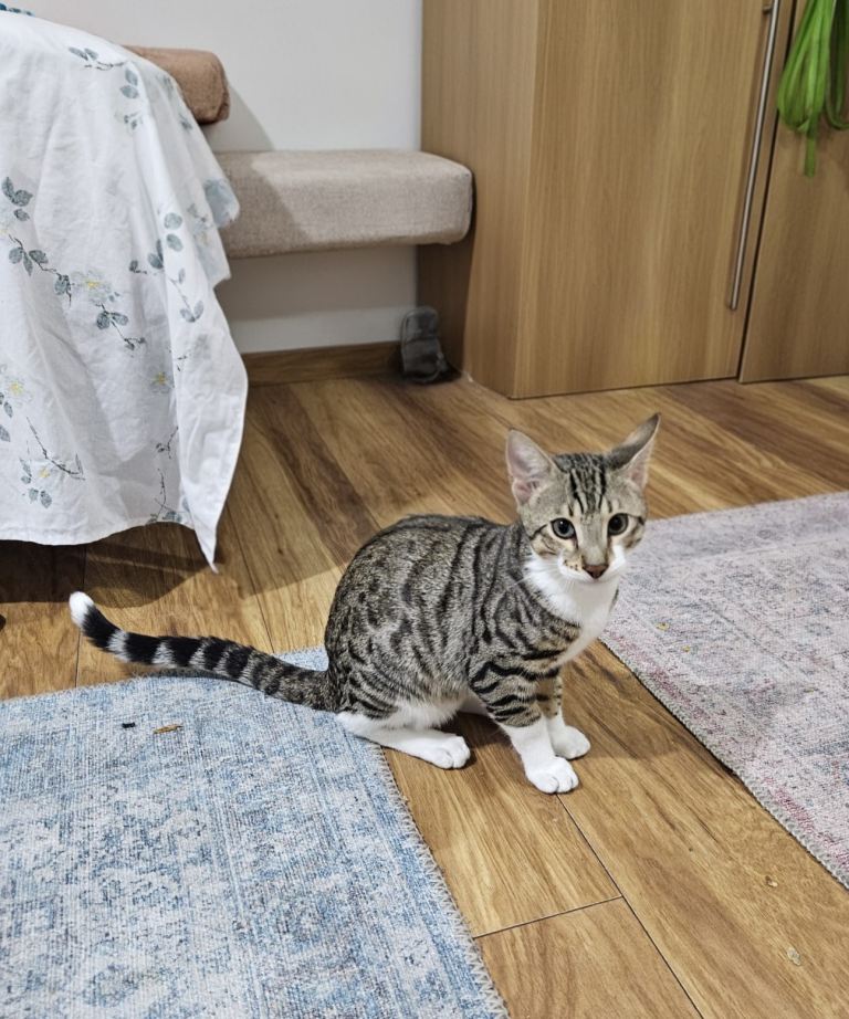 Adorable Cuddle-Loving Kitten Looking for a Forever Home!