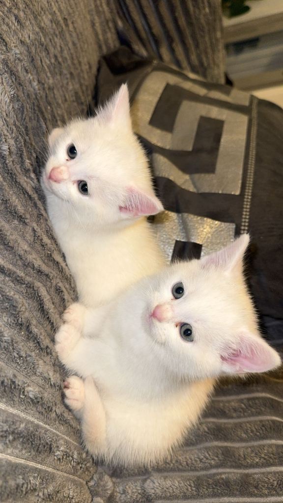 White adorable kittens ready to leave!
