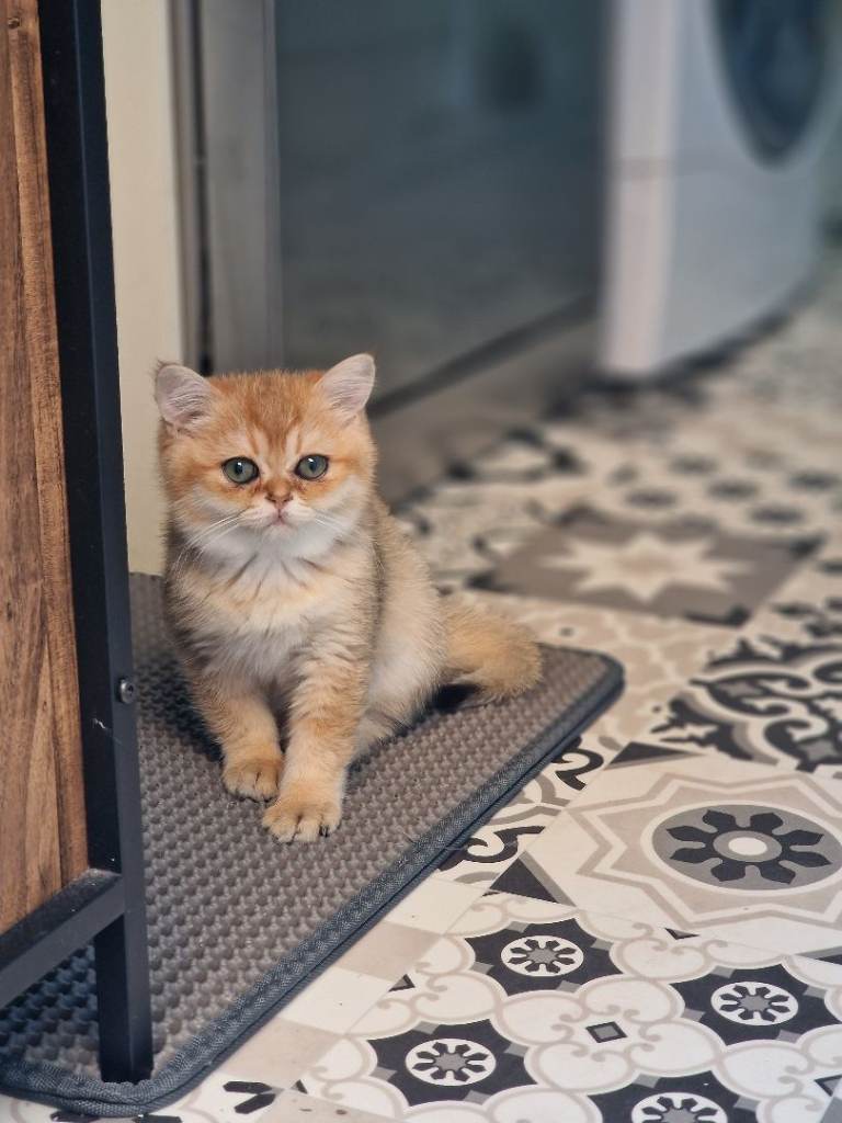  British Shorthair Chinchilla Kitten 