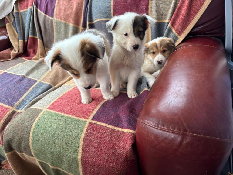 Welsh collie x boarder collies 