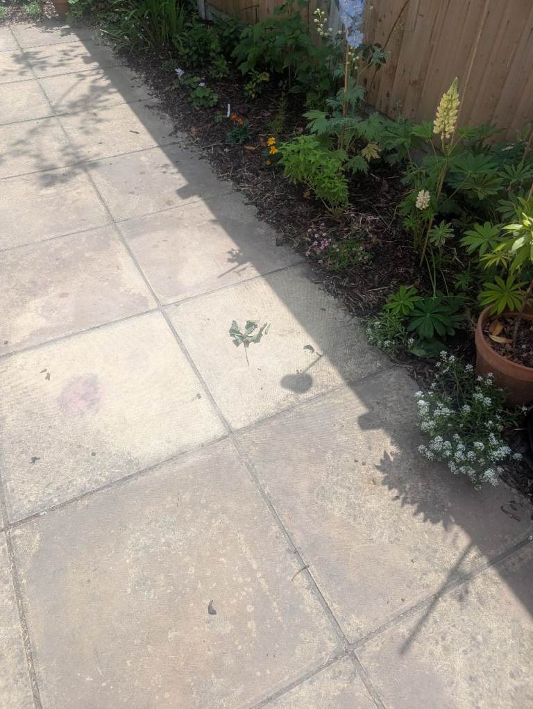 Free Paving Stones / Slabs