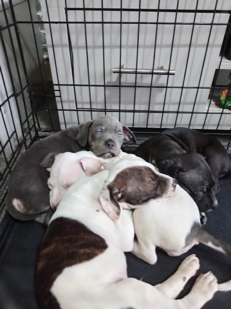 9 week old staffy boy