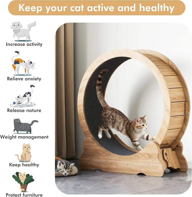 Cat wheel for exercise (brand new in box)