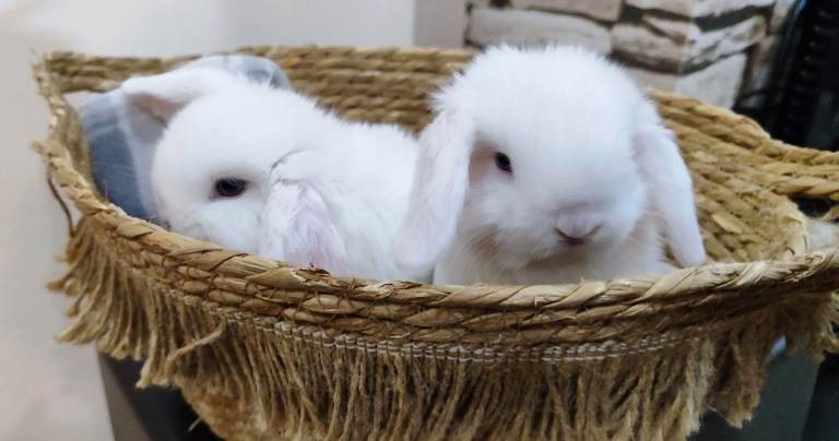 Mini lop baby rabbits