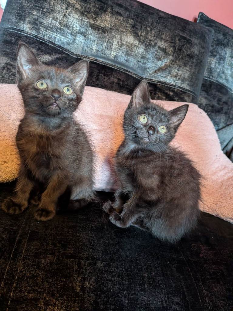 Kittens