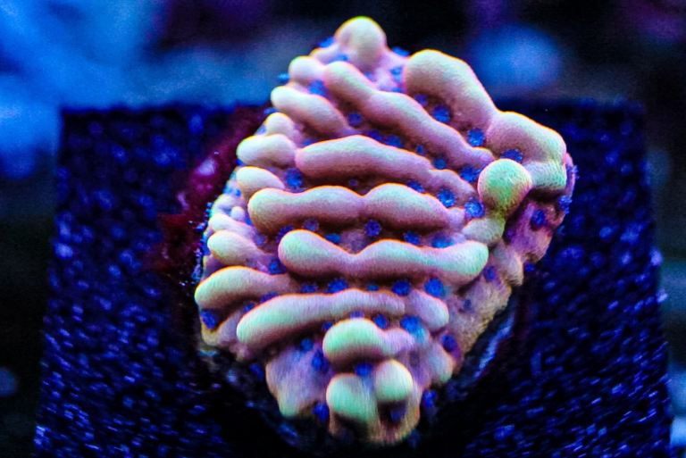 Crazy T monti marine coral frag