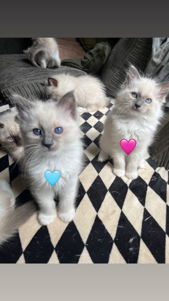 Ragdoll Kittens