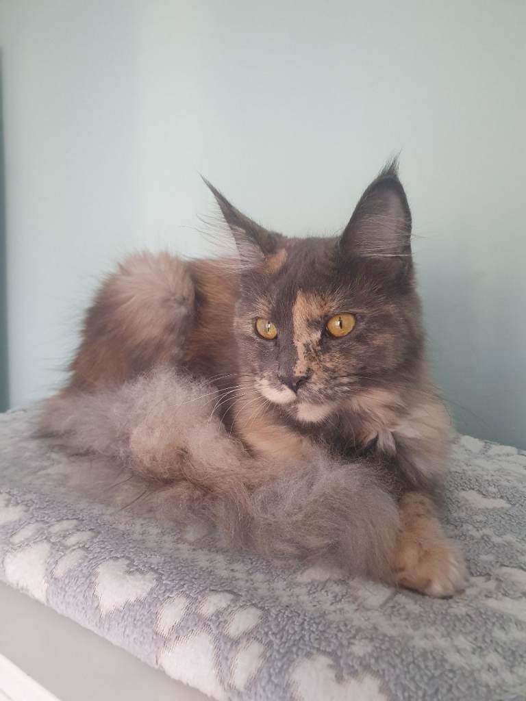 Maine coon girl 