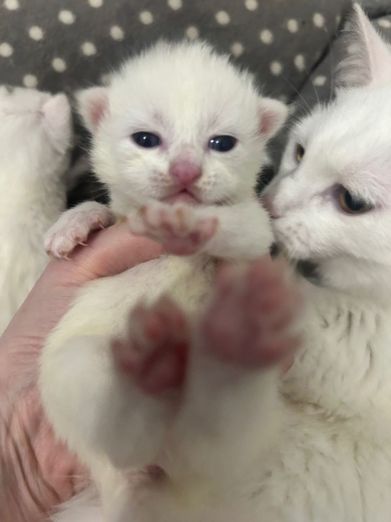 Beautiful Turkish angora x kittens available