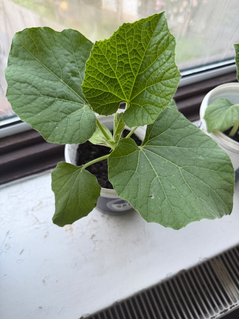 Bangladesh lau/khodu plant   £5 each 