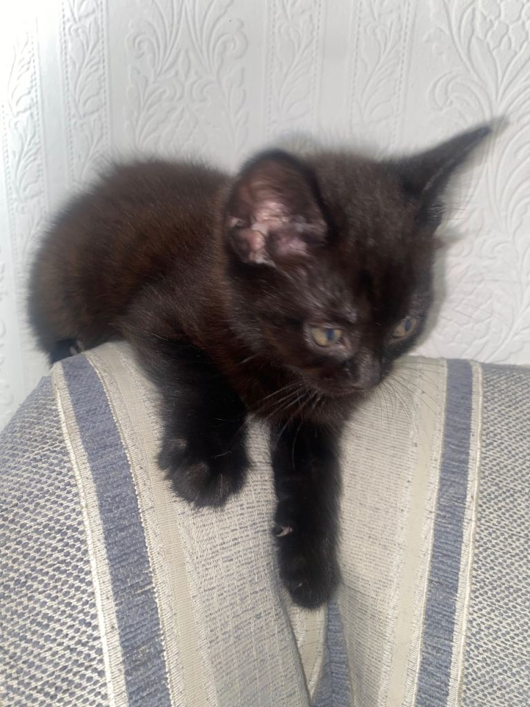 1Male Kitten - 1 Female Kitten