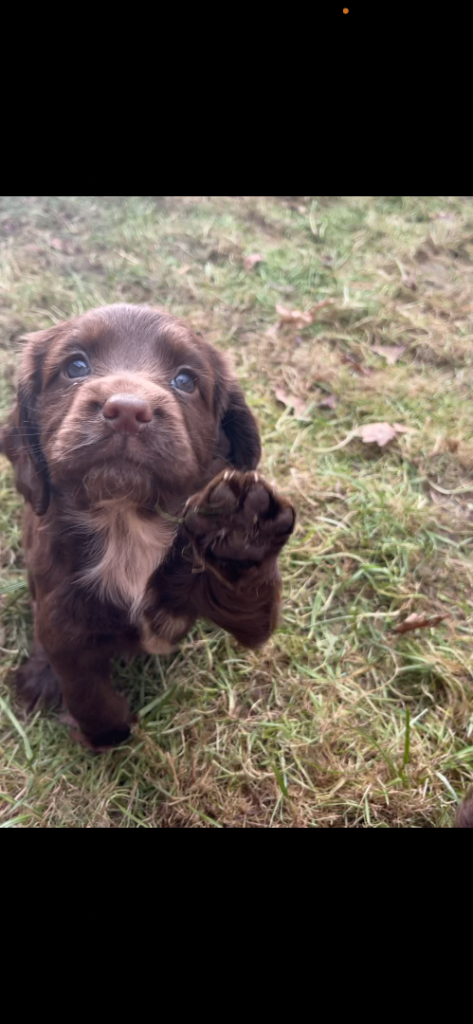 🐾 Beautiful Cocker Spaniel Puppies for sale 🐾