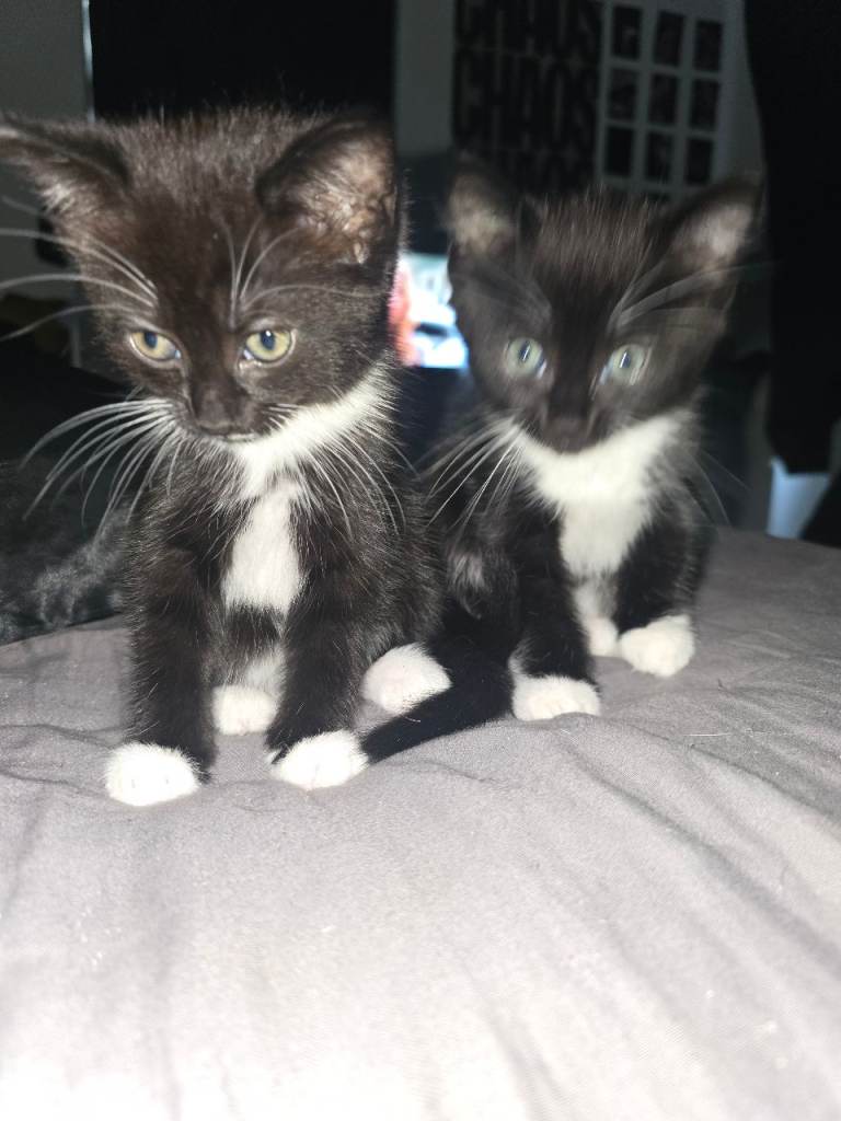 Beautiful kittens 😸 