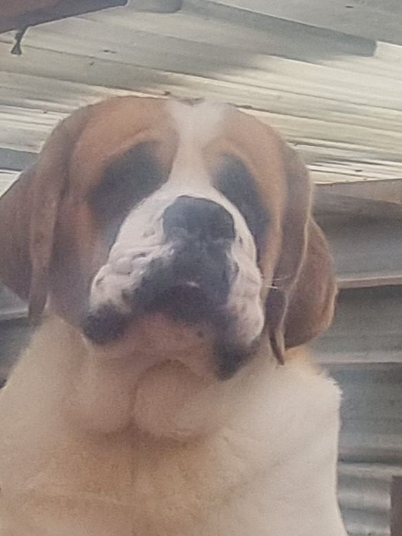 St Bernard boy 