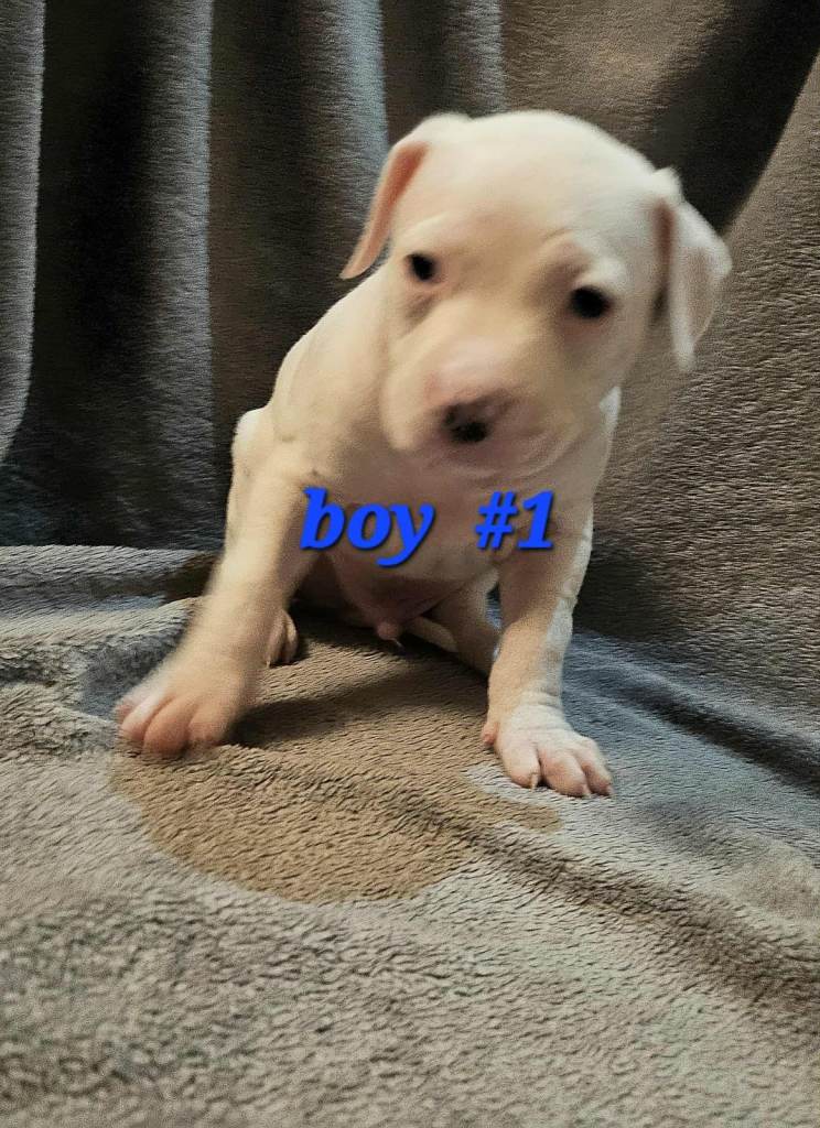 American bulldog puppies ❇️£395 read the info❇️