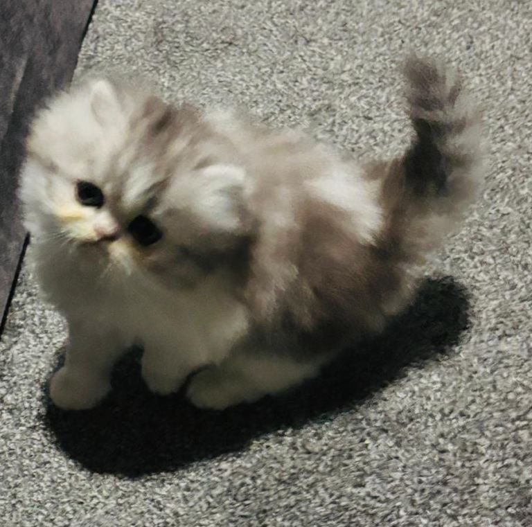 Beautiful female Persian kitten