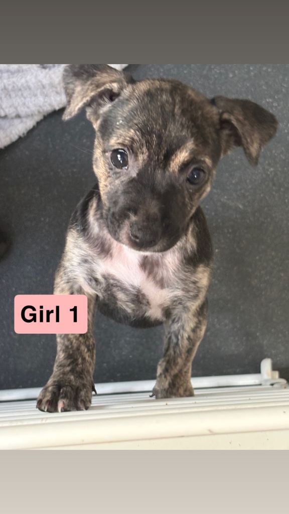 Jack Russell Mix breed puppies
