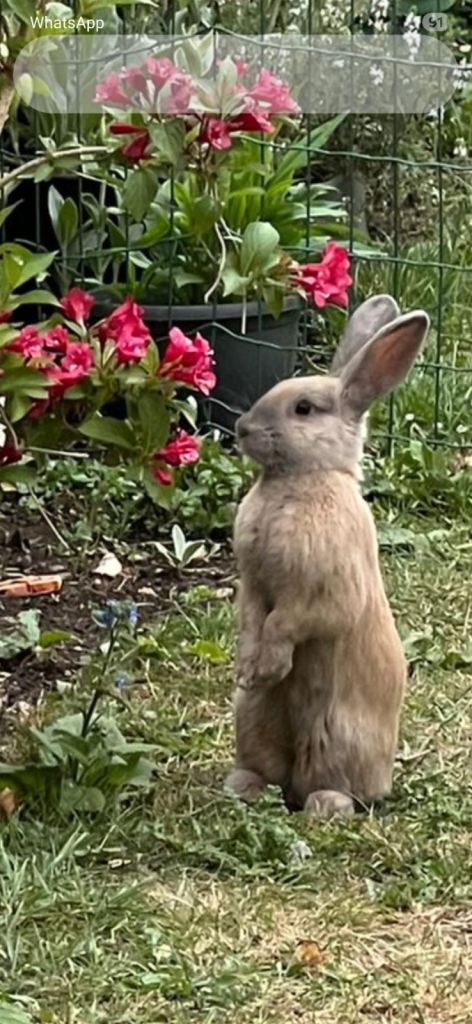 Small junior rabbit 