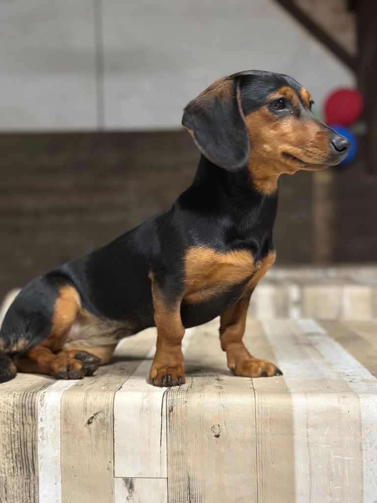Female miniature Dachshund 9 months old puppy 