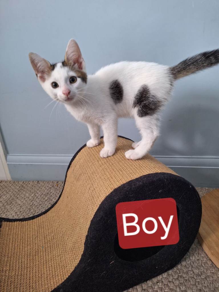 Lovely kittens for sale 