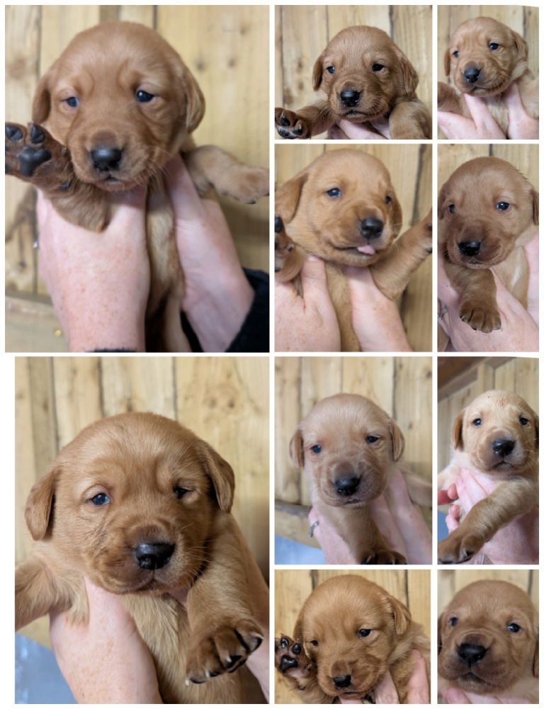 Fab KC Fox Red Pups - 4* Higher Standard Breeder