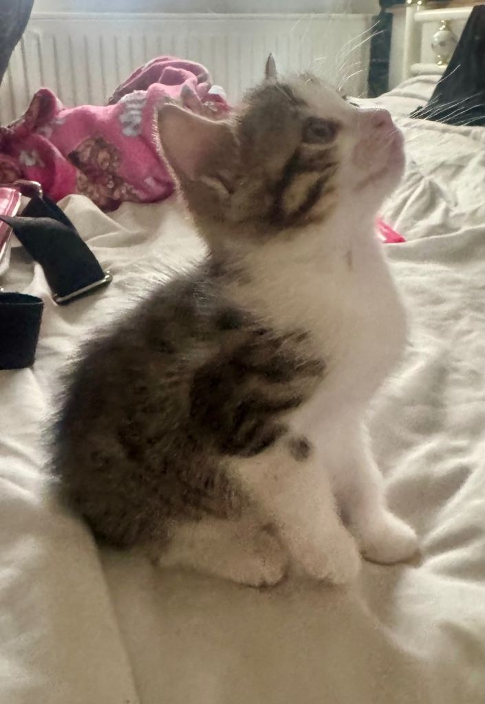 Bengal cross kitten