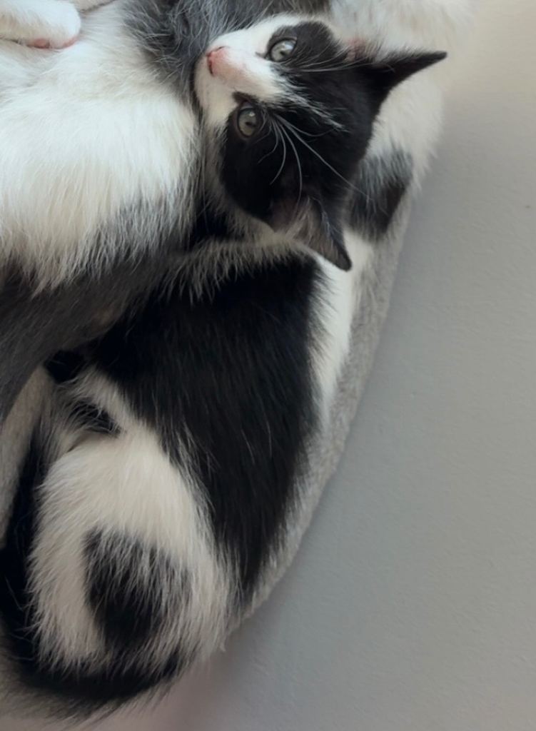 Raggamuffin kittens 