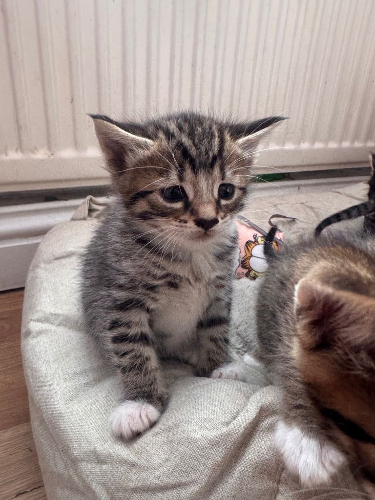 Kittens 