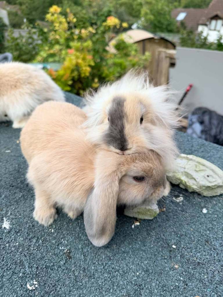 🐰 7 Rabbits for Sale – 11 Weeks Old 🐇