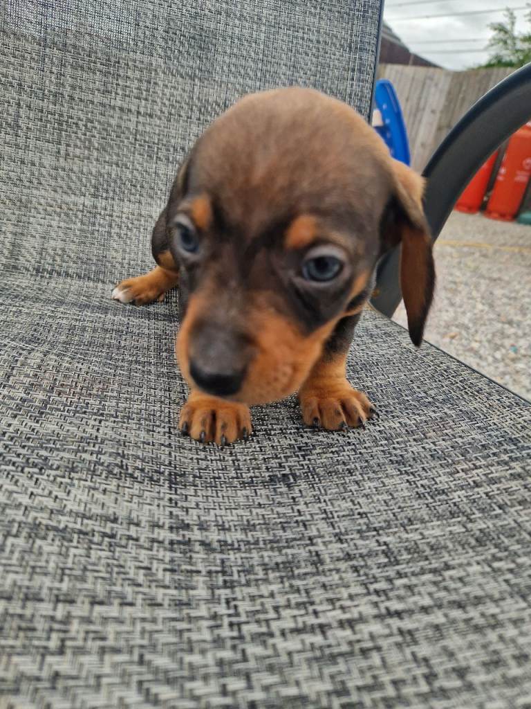 Dachshund puppies 8wks 