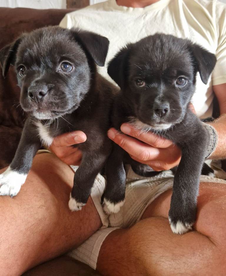 Border collie cross puppy for sale