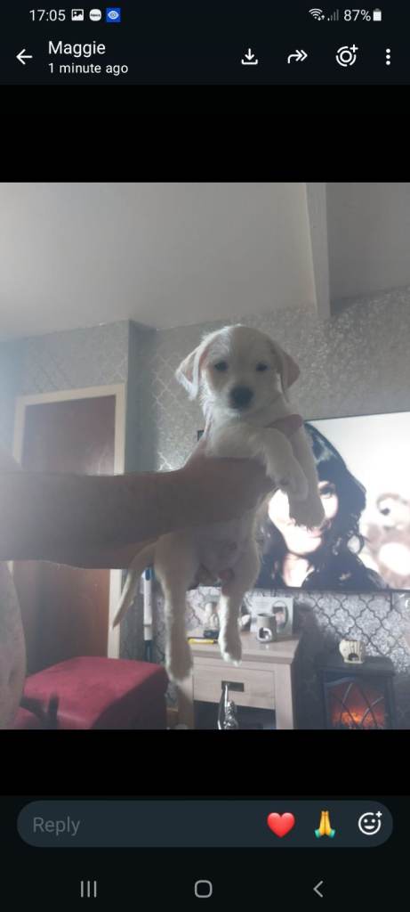 Chihuahua and Lhasa pup 