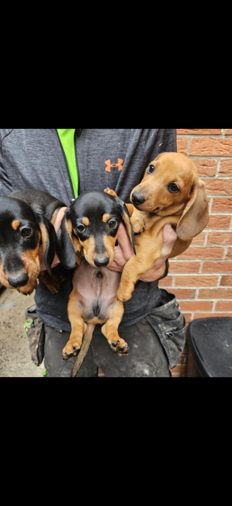 Miniature dachshund 