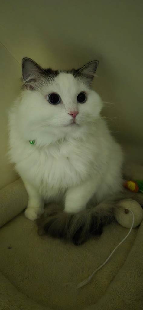 Male Ragdoll Cat - Handsome & Friendly