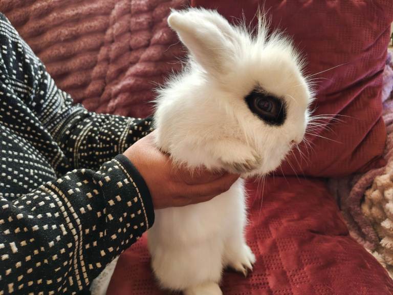 Rabbit dwarf lionhead cross mini lop 