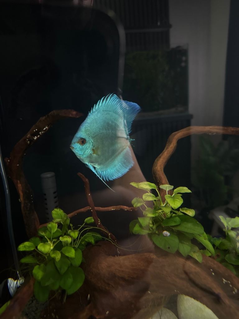Discus first 