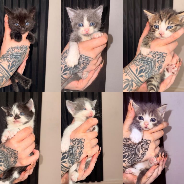 6 Beautiful Mixed Kittens 