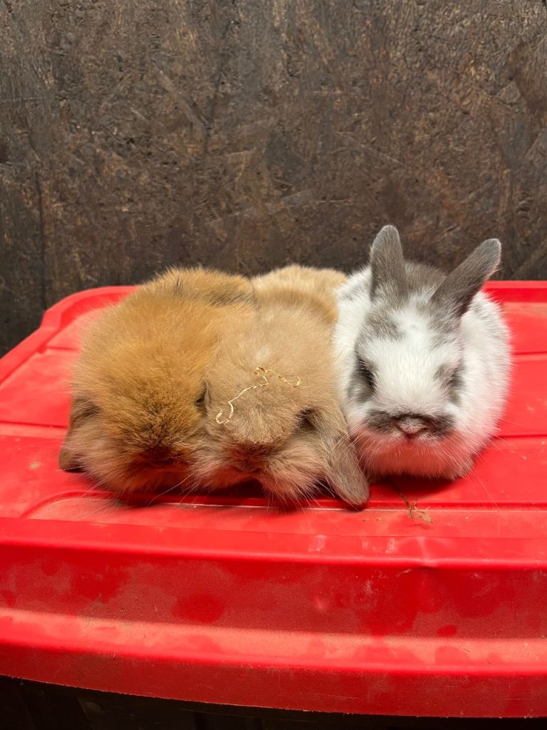lion lop