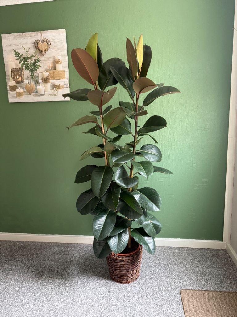 Extra large plant with basket 