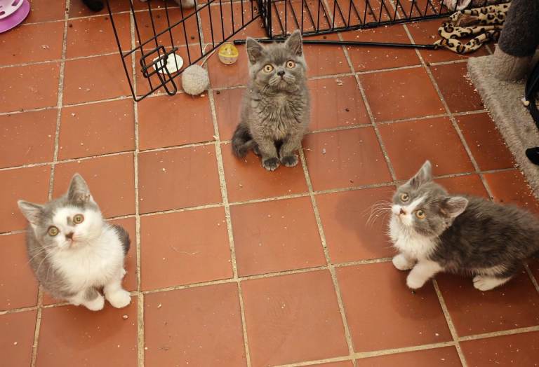 Blue and bicolour British Shorthair kittens