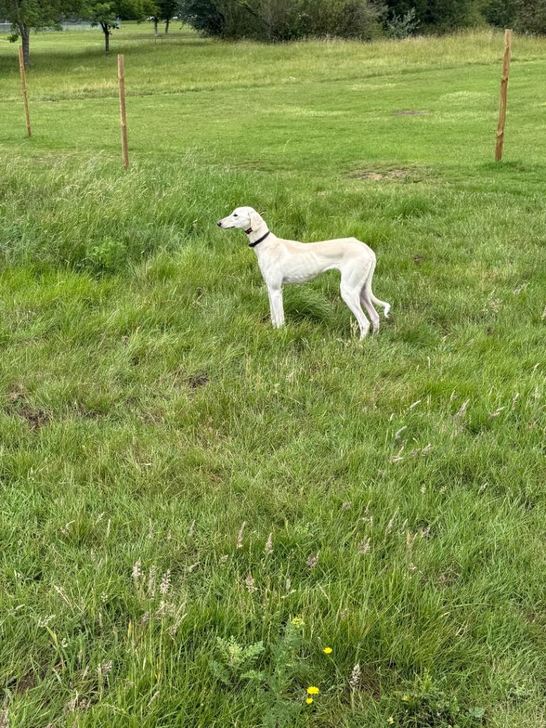 Saluki 