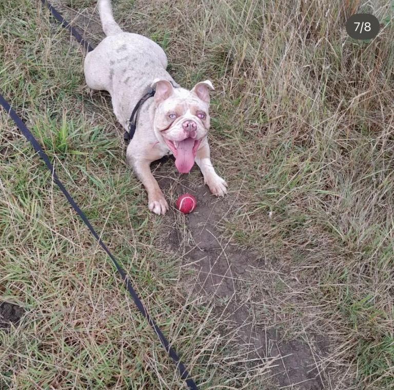 Bulldog 4 year old bitch