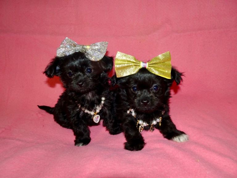 XXXXS Gorgeous Micro Tiny Maltese X Chihuahua Malchi Puppies 