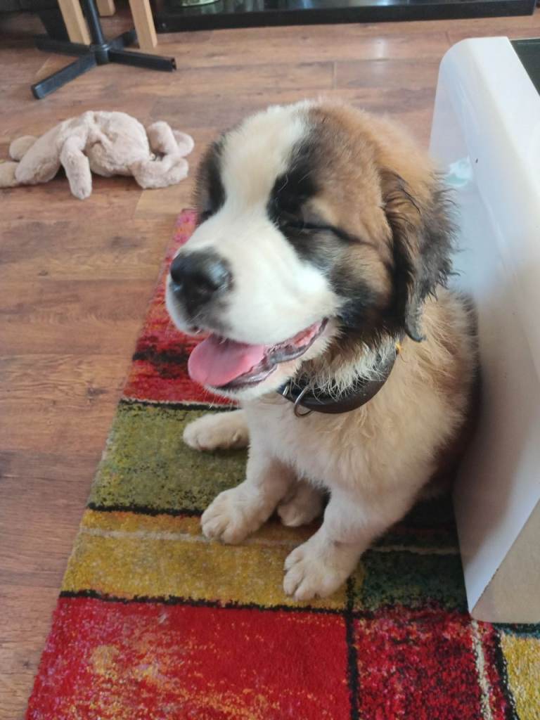 Fab looking  Saint Bernard girl  10 weeks 